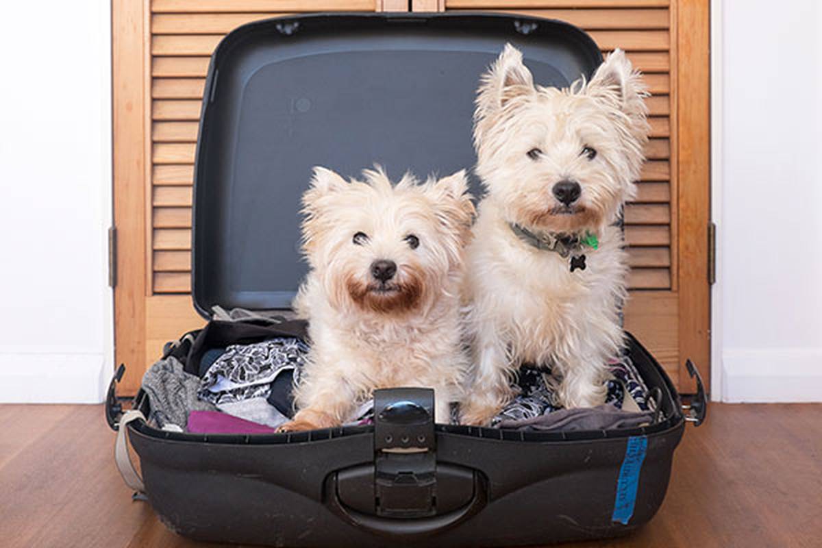 2. NOUS FOURNIR DES INFORMATIONS SUR VOTRE ANIMAL DE COMPAGNIE ILUNION Hotels