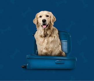 Nous accueillons les animaux domestiques Hotel ILUNION Almirante Barcelone Nous accueillons les animaux domestiques Hotel ILUNION Almirante Barcelone